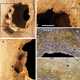 Cut-marks in the cow skull (a, b, c) and a human skull (d, e) from the Neolithic era suggests the technique used for the trepanation in humans was the same used on the cow.